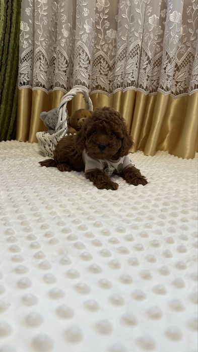 Неймовірні цуценята той пуделя