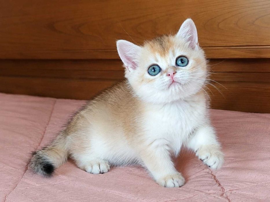 Macho British Shorthair NY12 Golden Shell