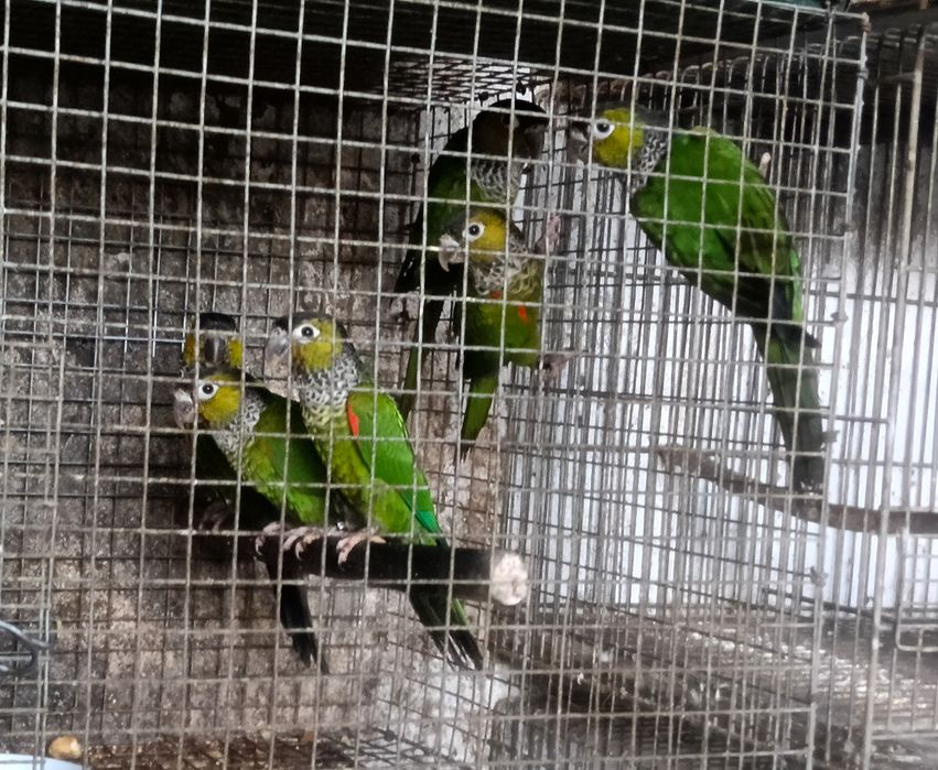 Psitacideos diversos