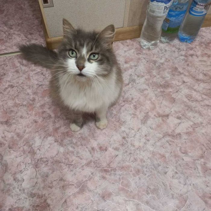 Котейка шукає домівку