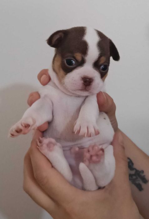 Chihuahua macho cabeça de maçã