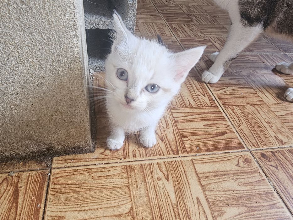 Doa-se gatinha meiga