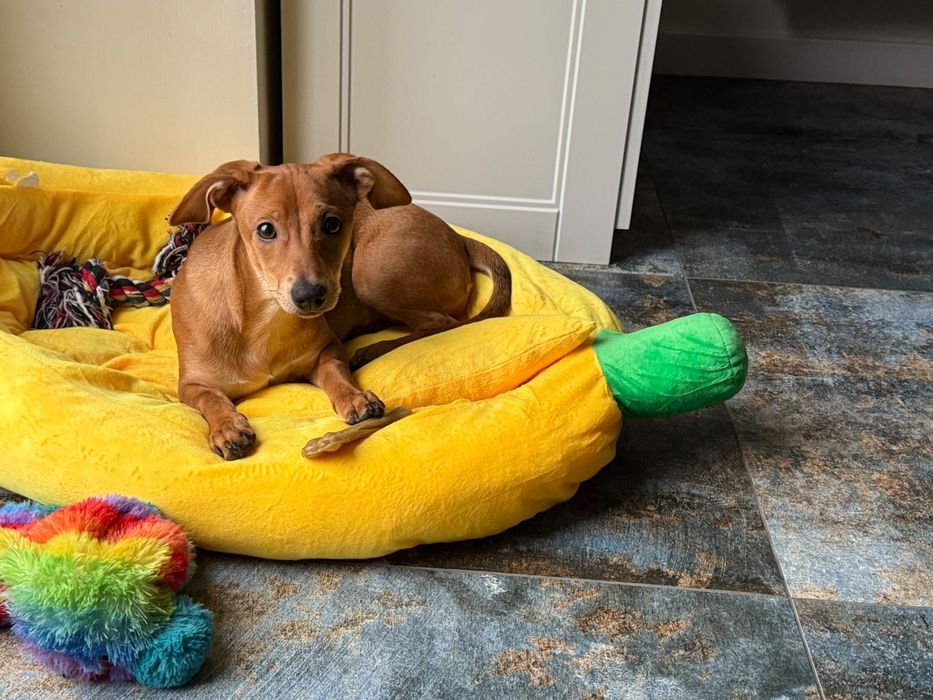 Szczeniak szuka nowego domu