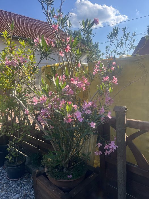 Kwiaty Oleander różowy w donicy