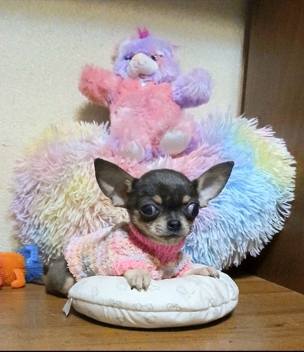 Кроха  девочка - 3,5 месяца -650грамм.