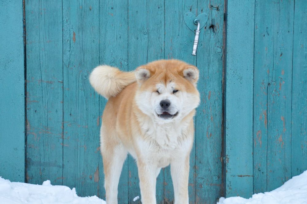 Акіта іну купити Івано Франківськ