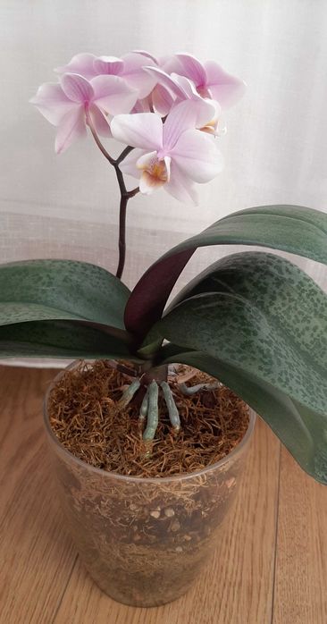 Орхидея фаленопсис Пилонг Чери
