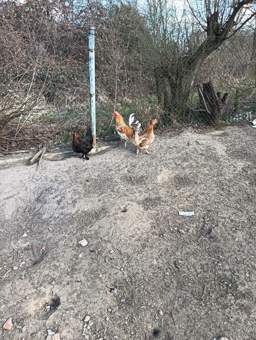 Sprzedam kurki liliputki