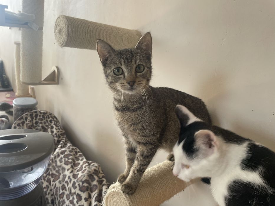 Maleńka kotka szuka niewychodzacego domu.