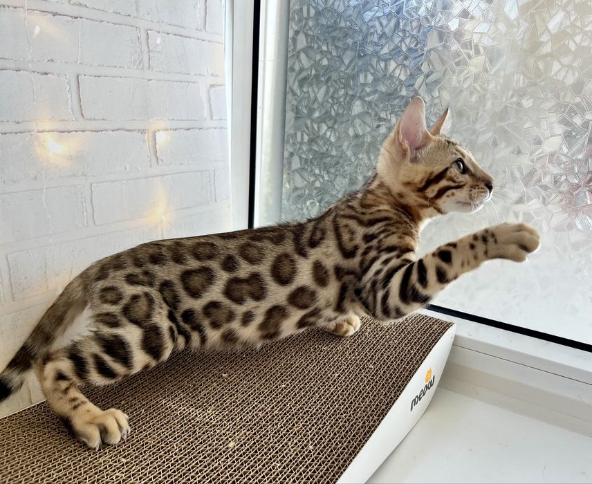 Бенгальский котенок. Девочка.