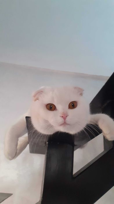 Шотландський висловухий кіт запрошує кішечку для в‘язки.