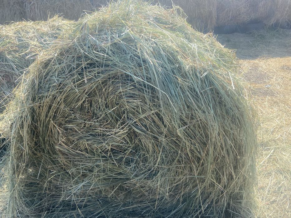Сено в тюках круглых