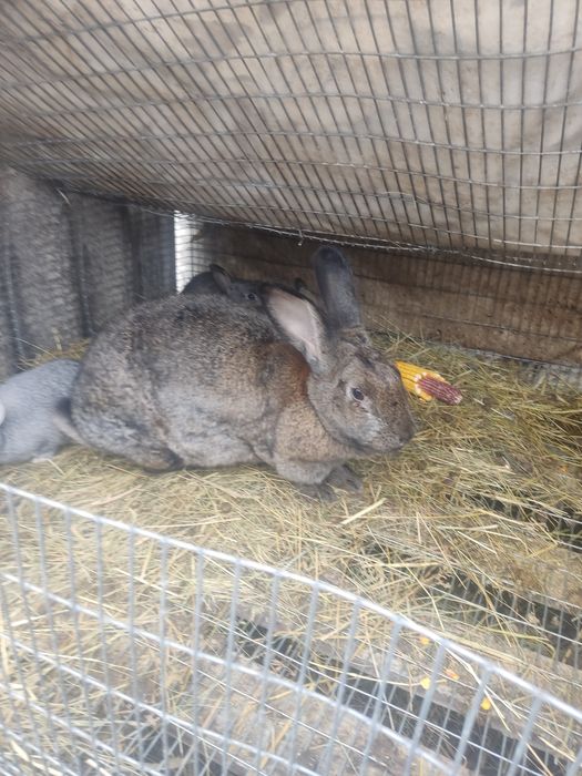 Продам кроленят,тушки м'яса