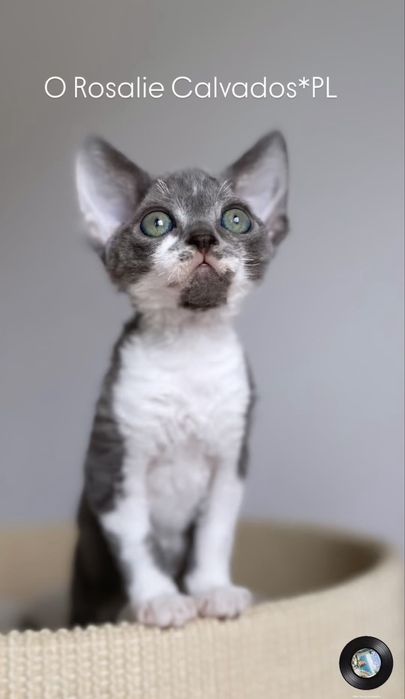 O Rosalie Calvados*PL  dziewczynka Devon Rex, niesie czekoladę