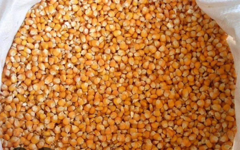 Milho belgrano  colheita 2025