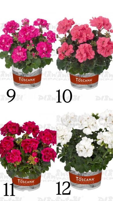 Пеларгонія, герань (12  кольорів) (розсада квітів, овочів, дух. трав)