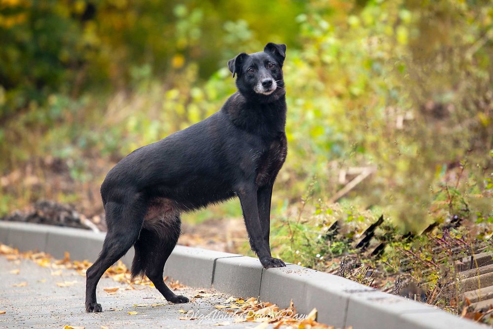 Віддам в добрі руки собаку дівчинку Аврору.