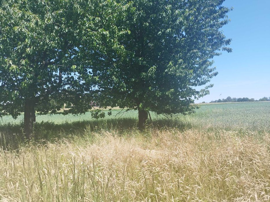 Siedlisko na sprzedaż 1,58 ha Wólka Orłowska