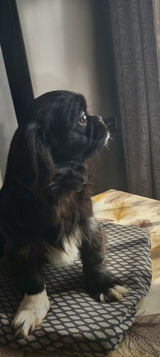 Pekińczyk szczeniak