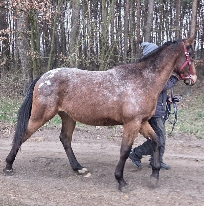 Walach malopolski 2 lata
