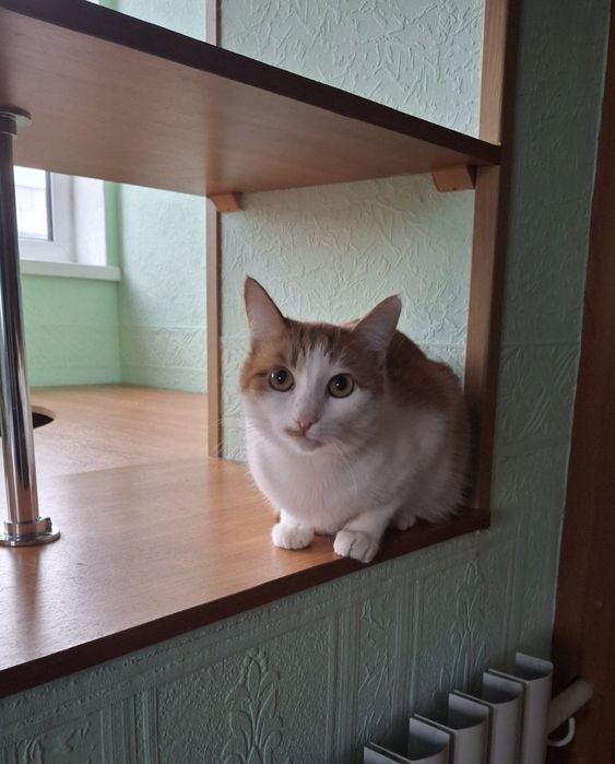 Кастрированный рыже-белый котёнок-подросток ищет дом! Котята в хорошие