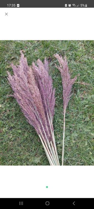 Сухоцвіт декор трава букет фотозона