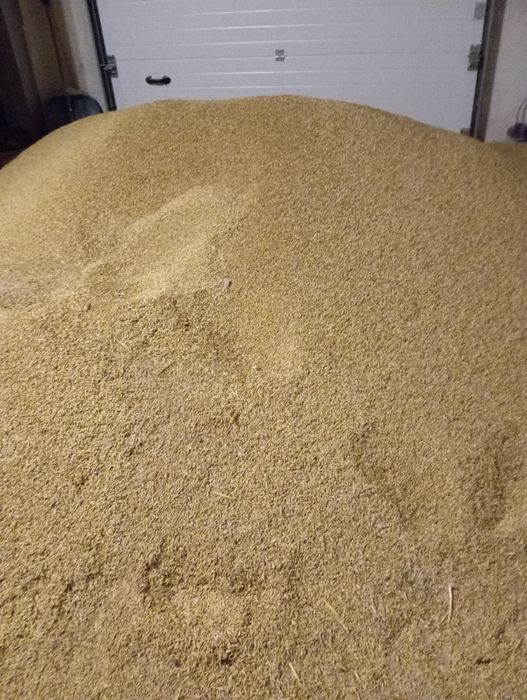 Продам ячмінь озимий, ярий,