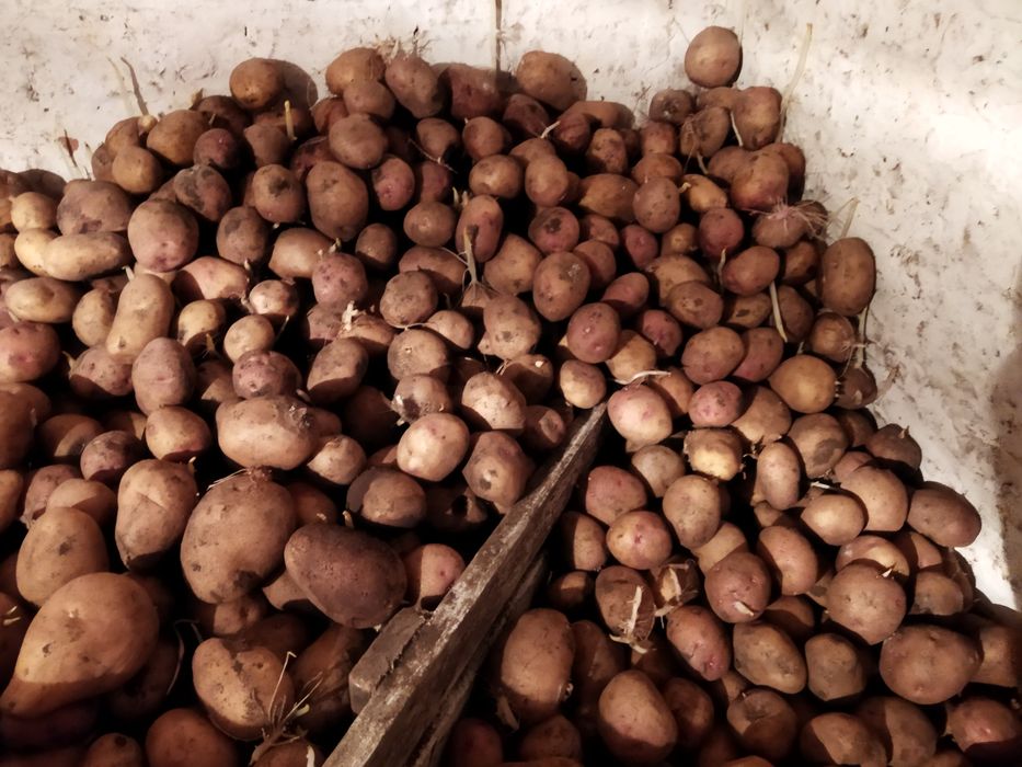 Продам домашню картошку без гмо