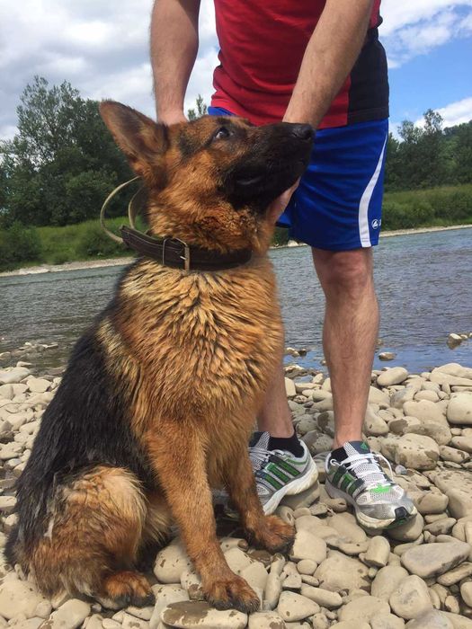 Кобель для в'язки.