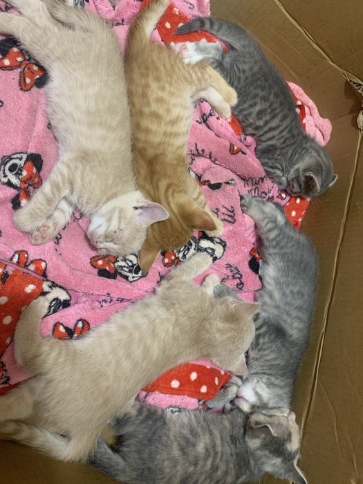 Кошенята шукають родину