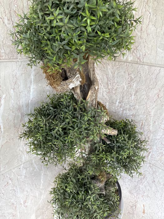 Bonsai com vaso