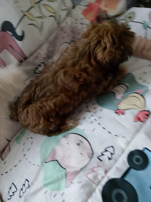 Shih tzu czekoladowa dziewczynka gotowa do odbioru