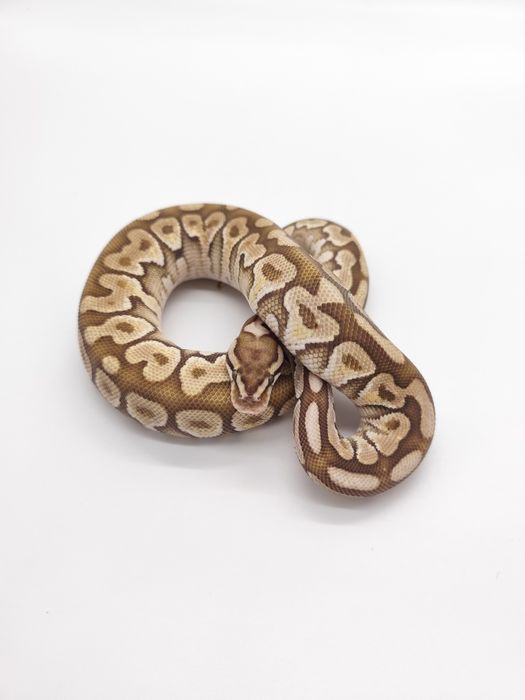 Wąż Subadult Samiec