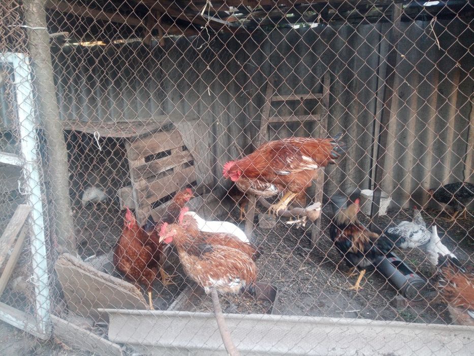 Продажа домашних петухов