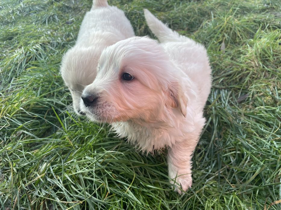 Szczeniak Golden Retriever