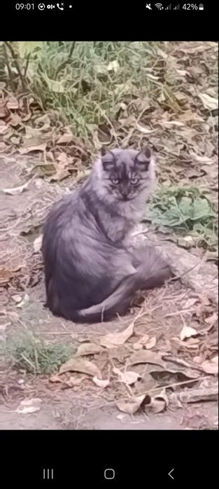 Кіт метис мейн-куна 1 рік