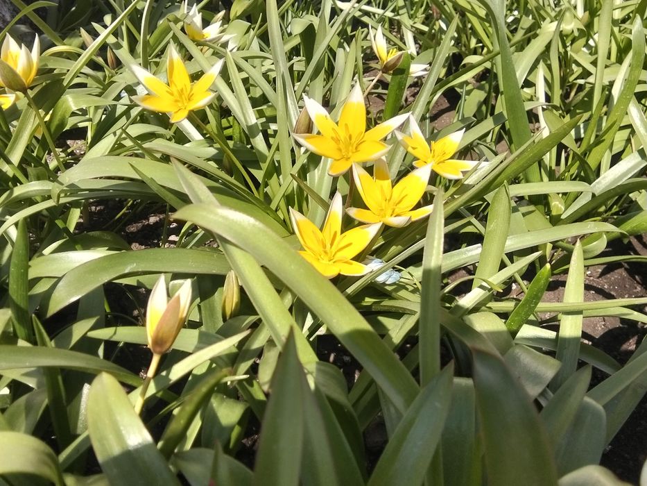 Ботанічний тюльпан, нарцис, мускарі