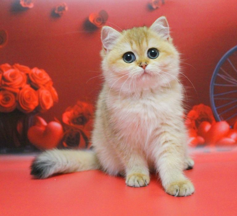 Британська дитина чекає найкращу сім'ю