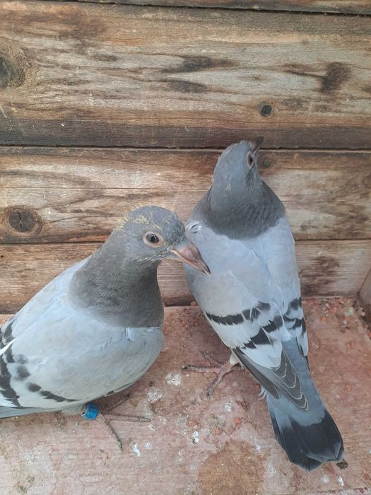 Golebie pocztowe mlode