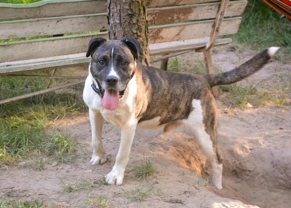 Oddam za darmo, do adopcji- super pan Łata szuka domu