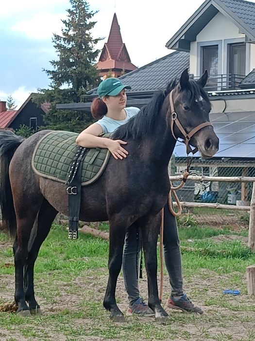 Sprzedam dwie klacze!