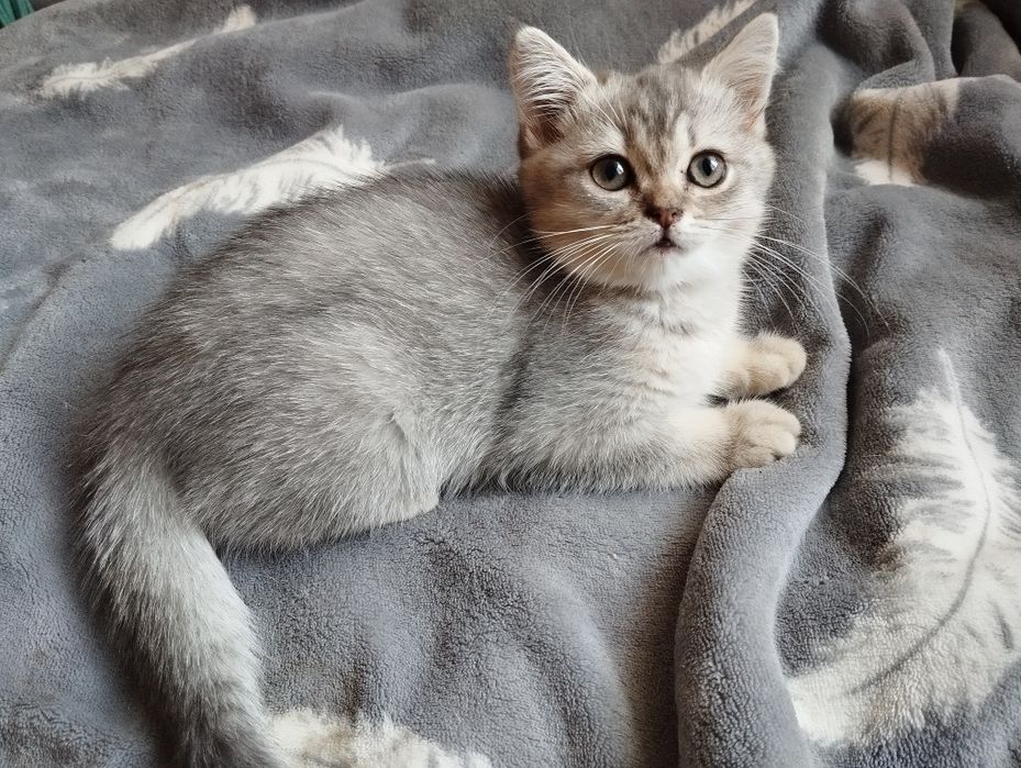 Кошечка шотландская