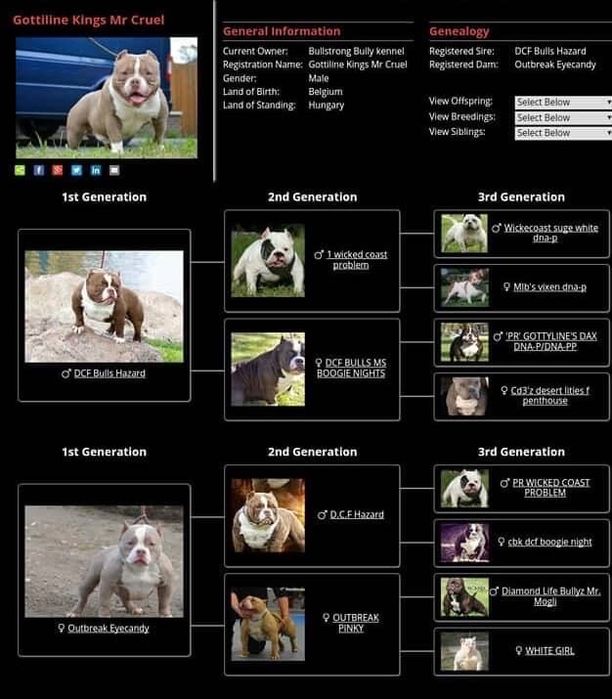 American bully standart