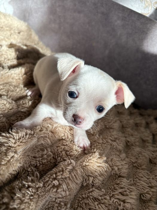 Цуцики чихуа хуа