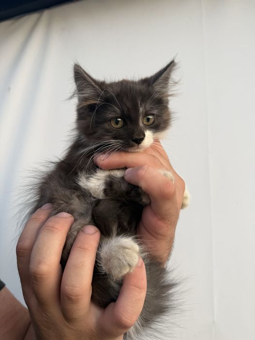 Віддам котика дівчинка