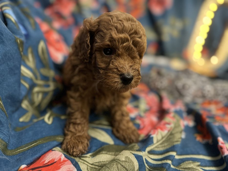 Той пудель на долоню