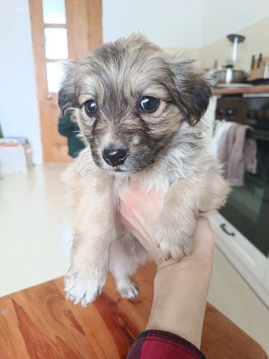 Віддам в добрі руки  цуценят ( дівчатка  )