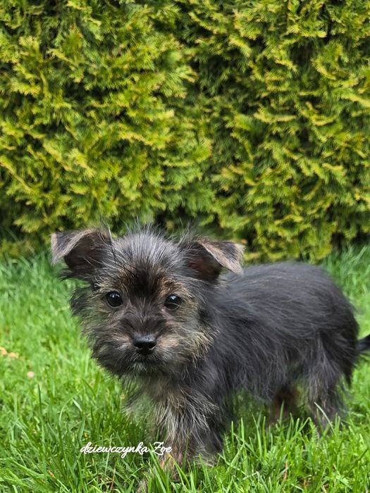 Yorkshire terrier suczka york