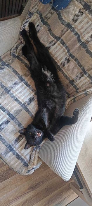 Sigma: kot, przy którym zapomnisz, czym jest cisza i nuda. Adoptuj!
