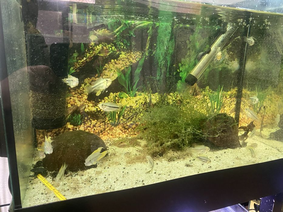 Apistogramma cacatuoide